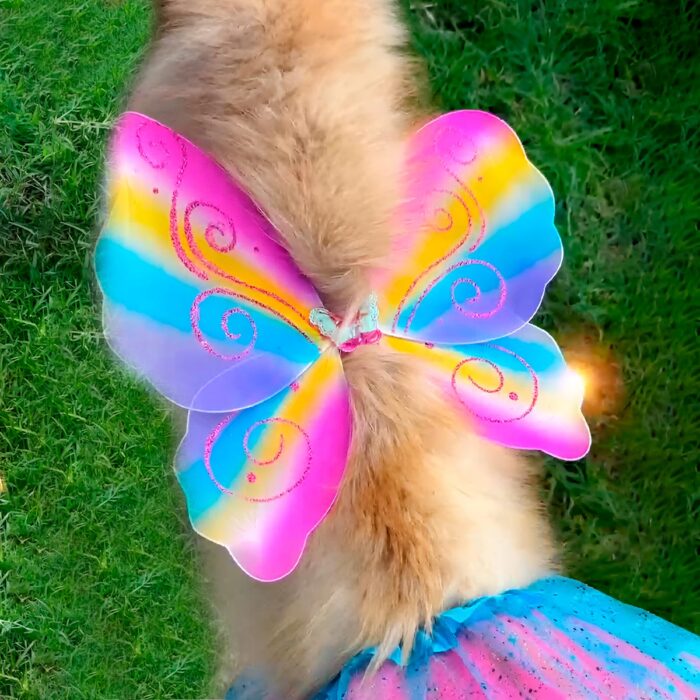 Disfraz Para Mascota Mariposa Halloweeen