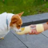 comedero + bebedero para mascotas