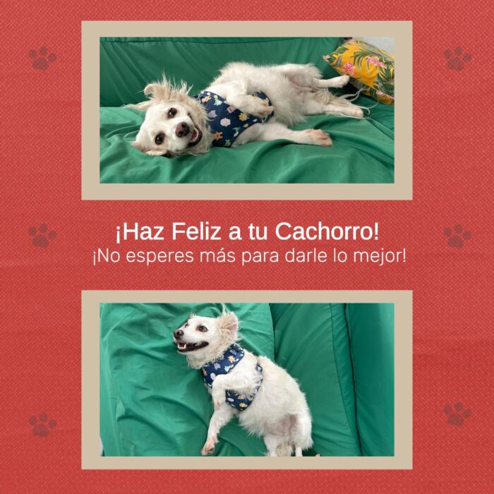 Arnés Para Perro Estampado