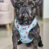 Arnes para perros