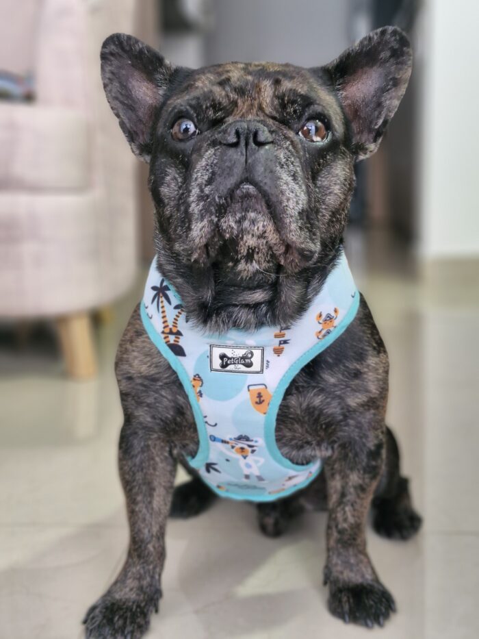 Arnes para perros