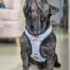 Arnes para perros