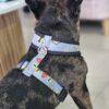 Arnes para perros
