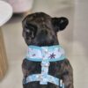 Arnes para perros