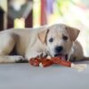 Juguete masticable para perro salchicha