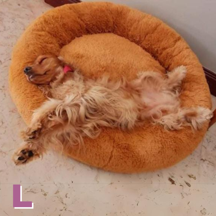 Camas perros y gatos + Forro , T.D.P
