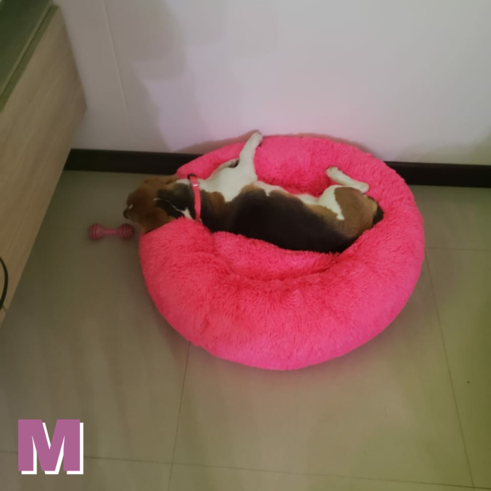 Camas perros y gatos + Forro , T.D.P
