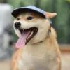 Gorra para mascota