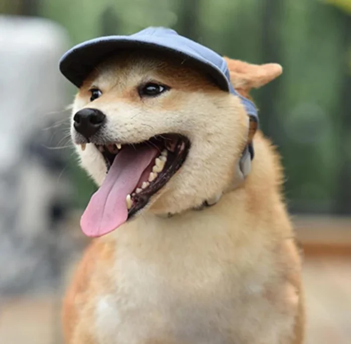 Gorra para mascota