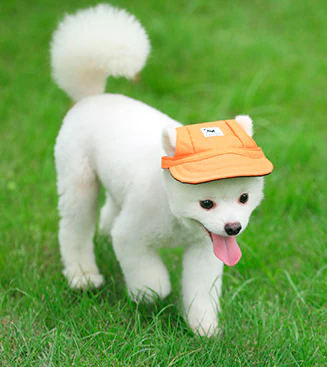 Gorra para mascota