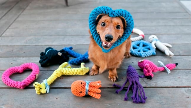 Juguete Mascotas Perro Gato AF6603-04