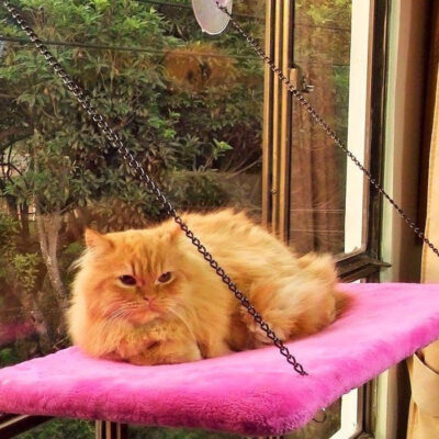 CAMA DE GATO