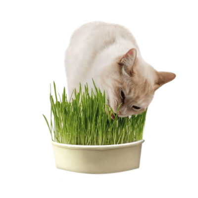 Hierba Comestible Para Gatos HPSM-1