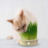 Hierba Comestible Para Gatos HPSM-1