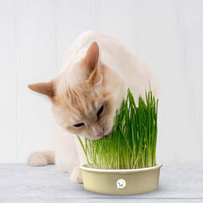 Hierba Comestible Para Gatos HPSM-1