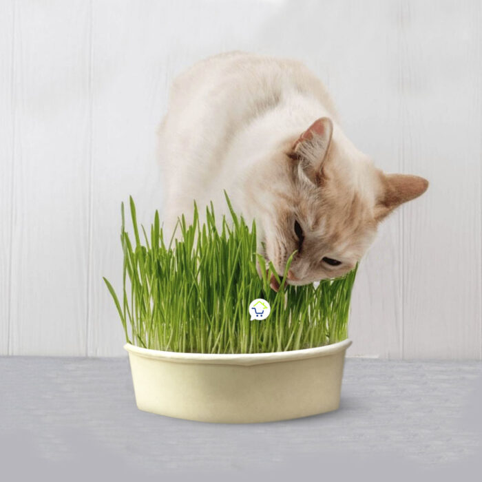 Hierba Comestible Para Gatos HPSM-1