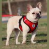 Arnés Pechera Chaleco Para Perro Y Gato