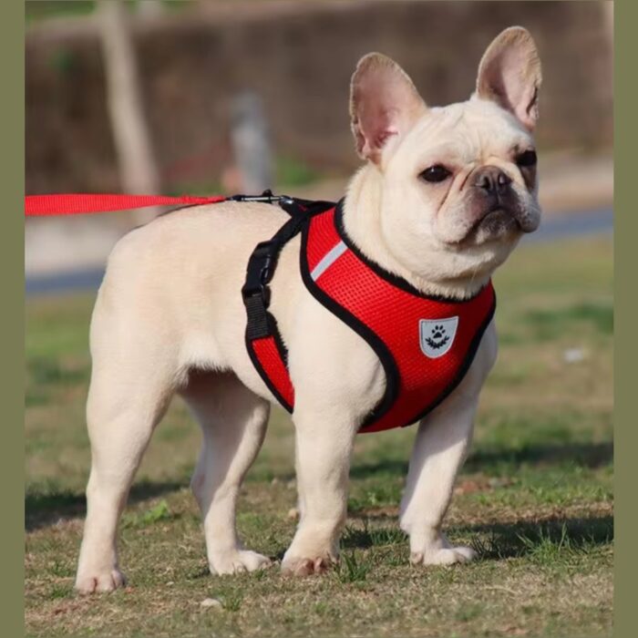 Arnés Pechera Chaleco Para Perro Y Gato