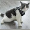 Arnés Pechera Chaleco Para Perro Y Gato